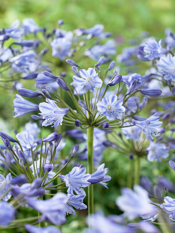 Köp Agapanthus Blå