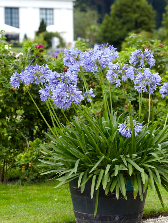 Agapanthus Blå