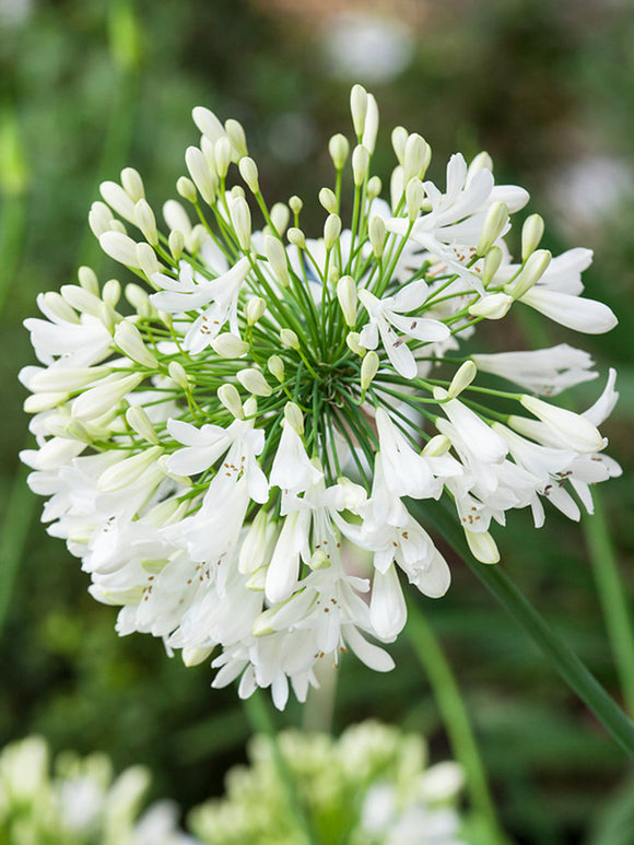 Agapanthus Vit