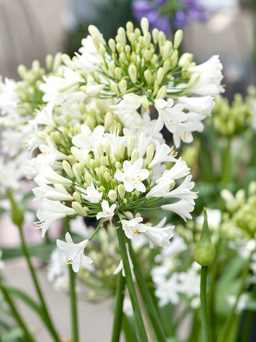 Agapanthus Vit