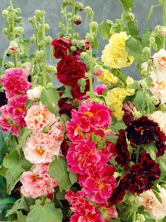 Alcea Rosea Chaters Double Mixed