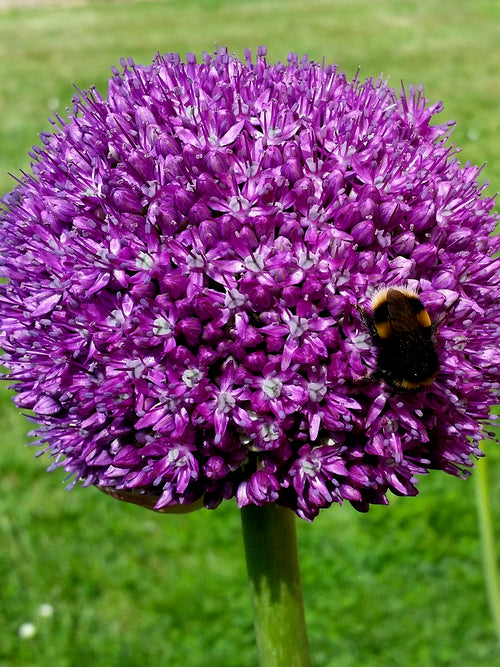 Allium Ambassador lökar från Holland hos DutchGrown™