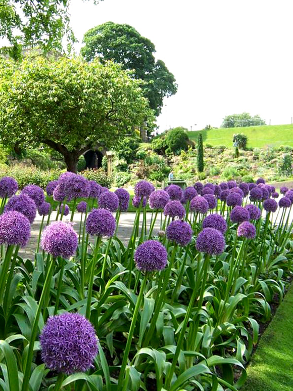 Ambassadör Allium - Allium Prydnadslök