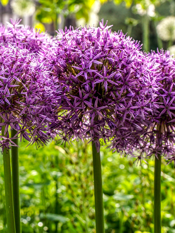 Ambassadör Allium - Allium Prydnadslök