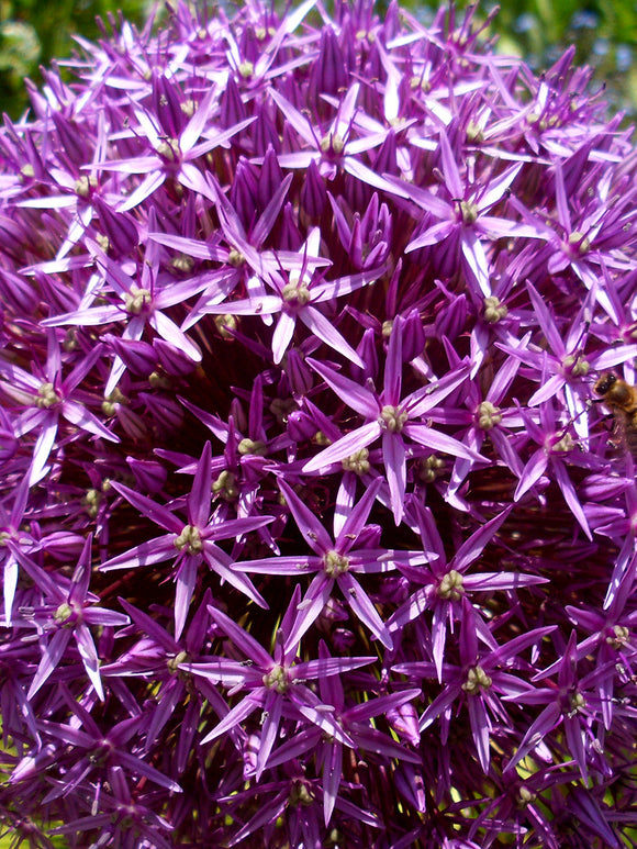 Ambassadör Allium - Allium Prydnadslök