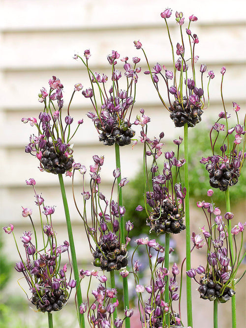 Köp Allium Art