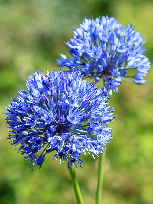 Allim Azureum från Holland hos DutchGrown™