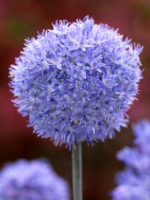 Allim Azureum från Holland hos DutchGrown™