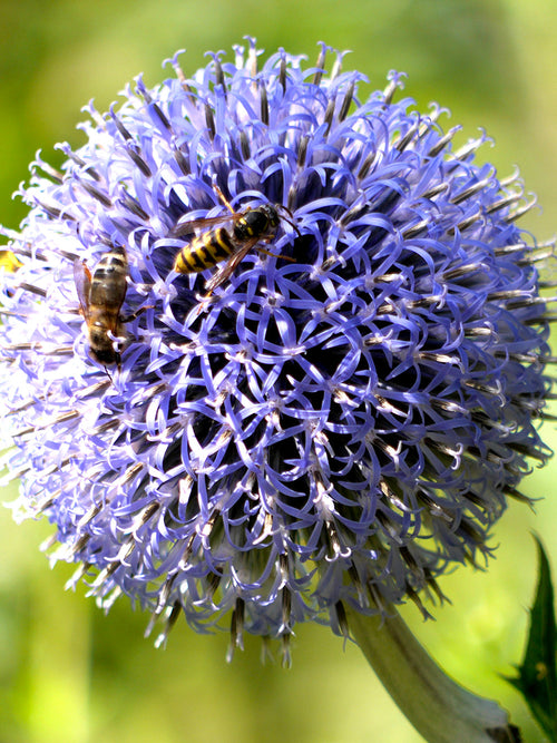 Allim Azureum från Holland hos DutchGrown™