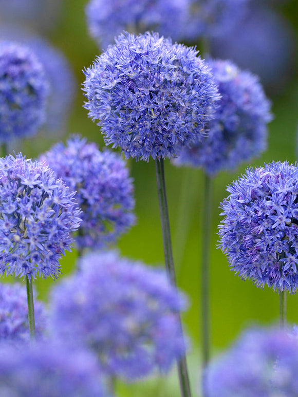 Allim Azureum från Holland hos DutchGrown™