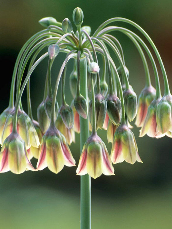 Allium Bulgaricum (Honungslök) - från Holland hos DutchGrown™ för leverans inom Europa och Storbritannien.