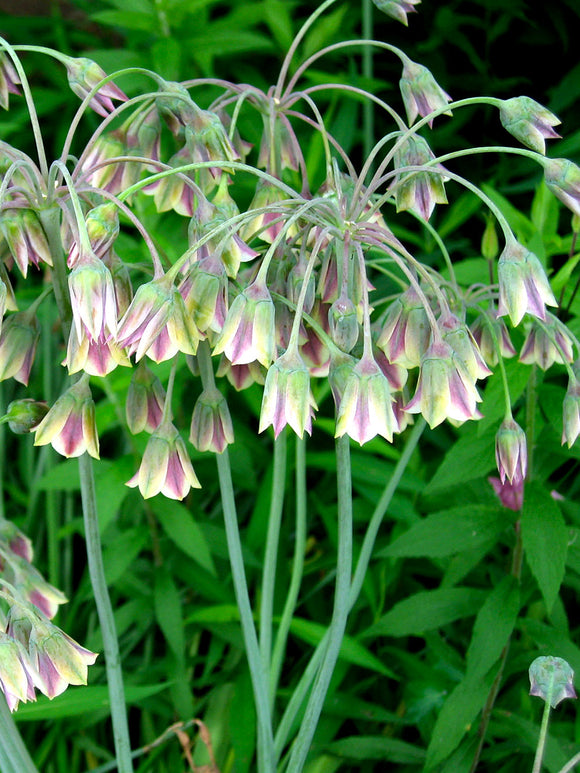 Köp Allium Bulgaricum (Honungslök) från DutchGrown™