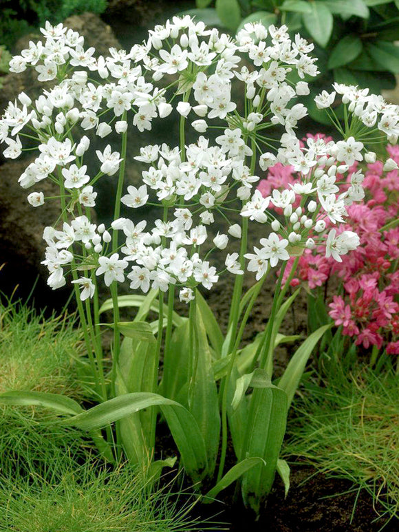 Köp Allium Cowanii - DutchGrown™