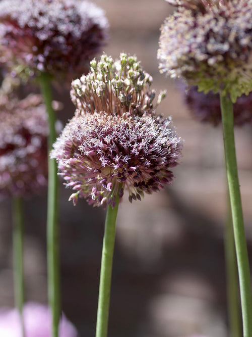 Köp Allium Forelock från Holland