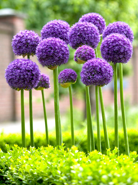 Allium Gladiator () Allium Gladiator