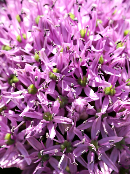 Allium 'Gladiator' blomsterlök för höstplantering