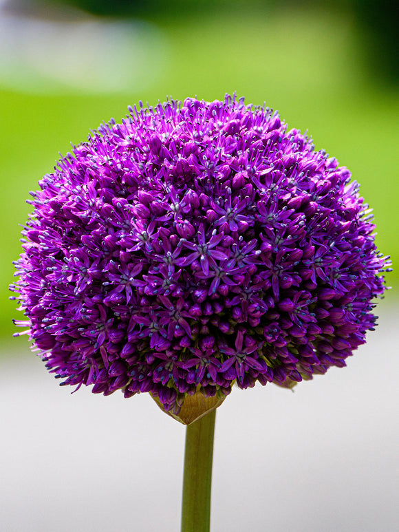 Allium Gladiator Sensation