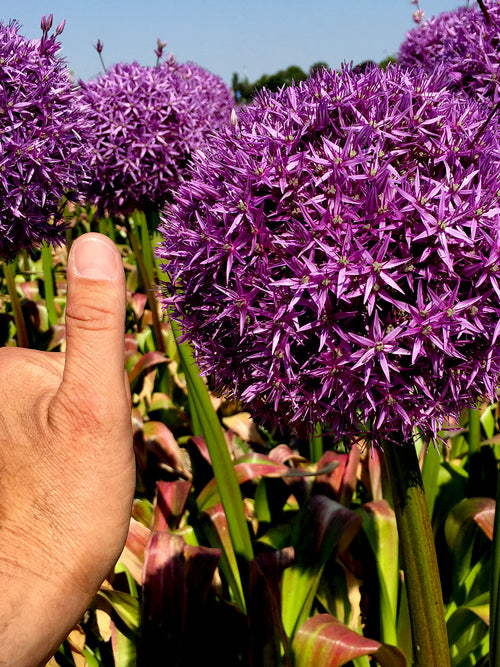 Allium Globemaster - Köp Alliumlökar Globemaster från Holland hos DutchGrown™