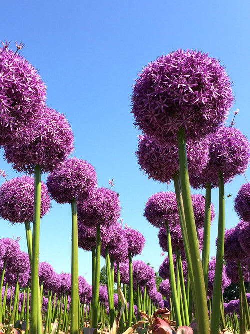 Alliumlökar Globemaster från Holland