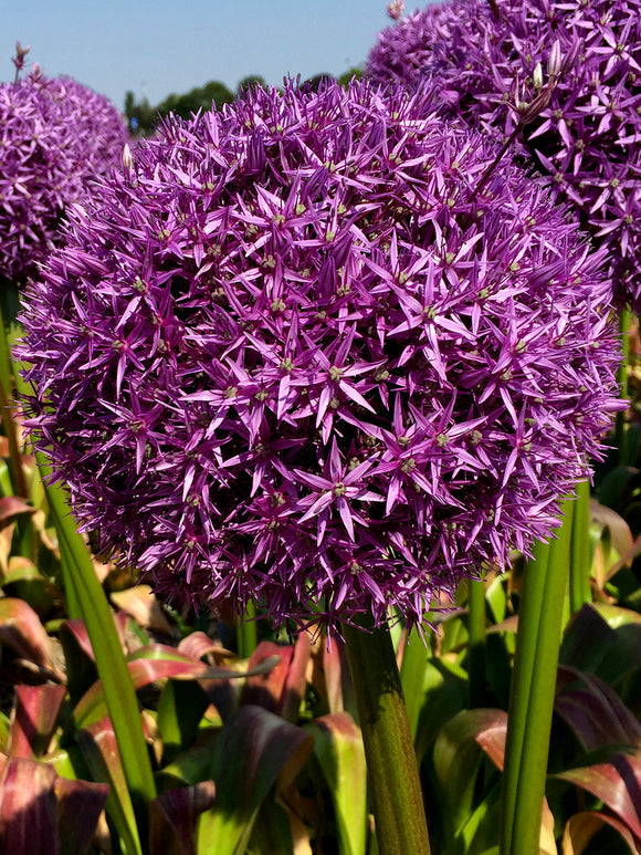 Köp Alliumlökar Globemaster från Holland hos DutchGrown™