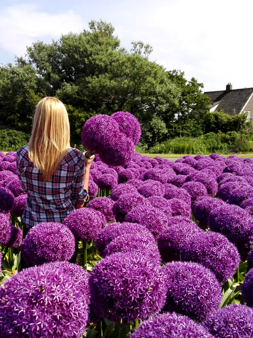 Köp Alliumlökar Globemaster från Holland hos DutchGrown™