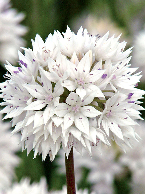 Allium Graceful Beauty (Papperslök) från Holland