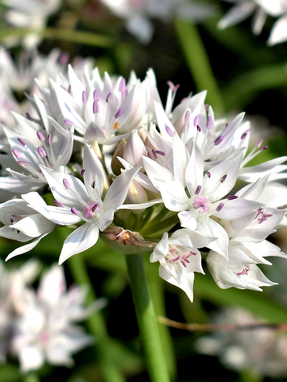 Köp Allium Graceful Beauty (Papperslök)