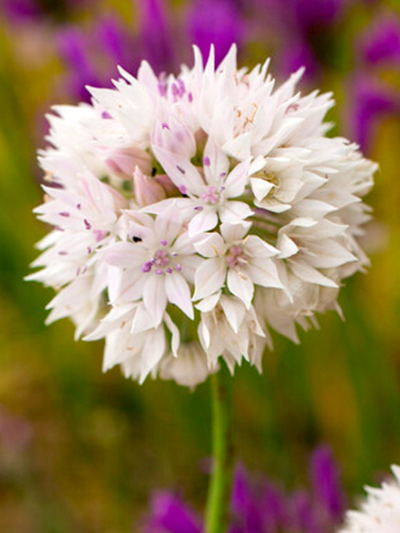 Allium Graceful Beauty (Papperslök) från Holland hos DutchGrown™