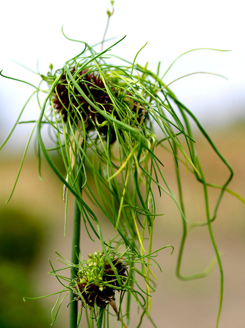 Allium Hair - från Holland hos DutchGrown™