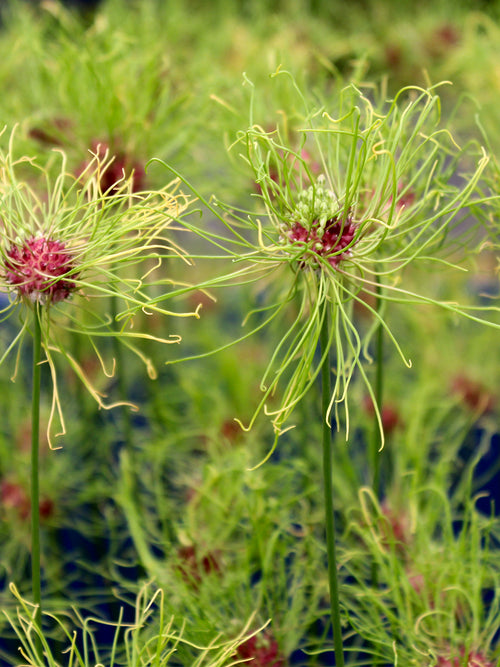 Allium Hair - från DutchGrown™