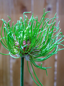 Allium Hair