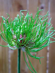 Allium Hair