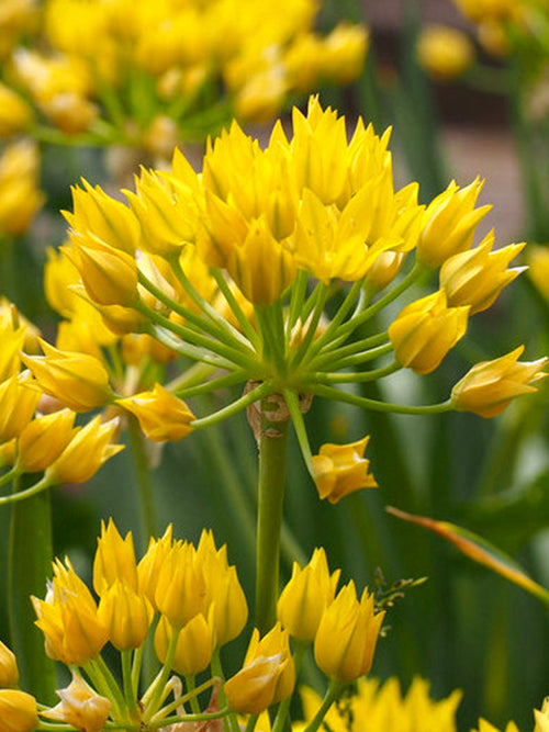 Köp Allium Moly | DutchGrown™ för leverans inom Europa