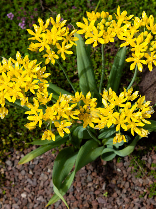 Allium Moly Guldlök, alliumlökar
