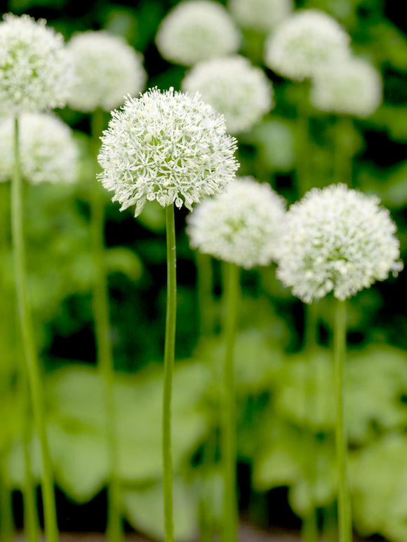 Allium Mount Everest (Skägglök) | DutchGrown™