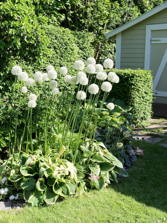 Köp Allium Mount Everest Blomsterlökar från DutchGrown™