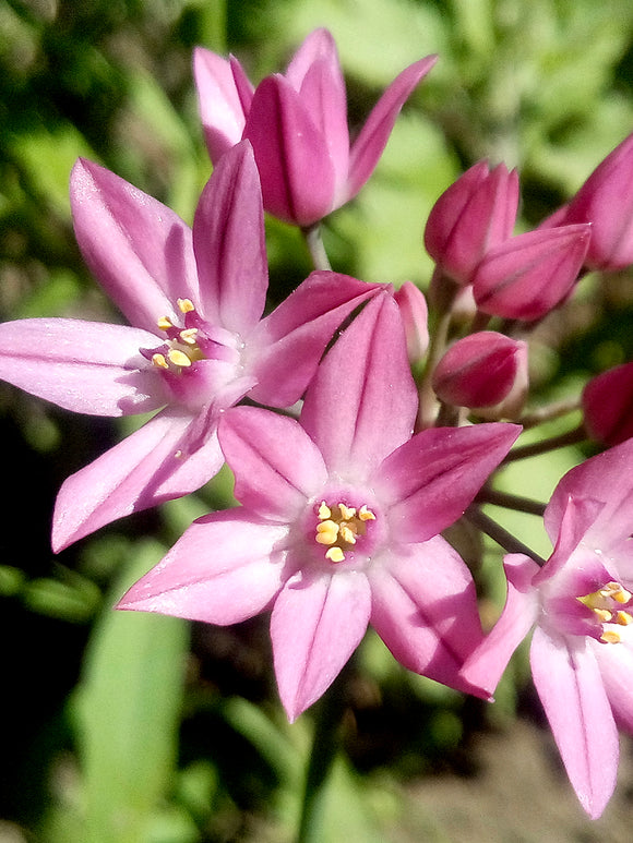 Köp Allium Ostrowskianum Blomsterlökar från DutchGrown™