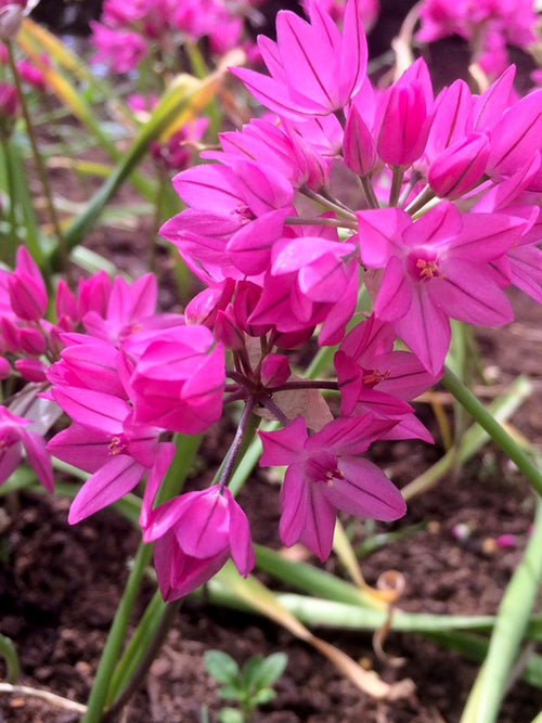 Allium Ostrowskianum | DutchGrown™