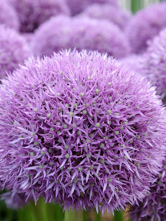 Allium Pinball Wizard