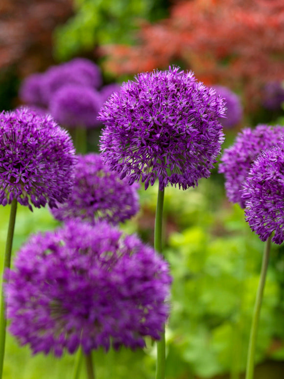 Köp Allium Purple Sensation Blomsterlökar | DutchGrown™