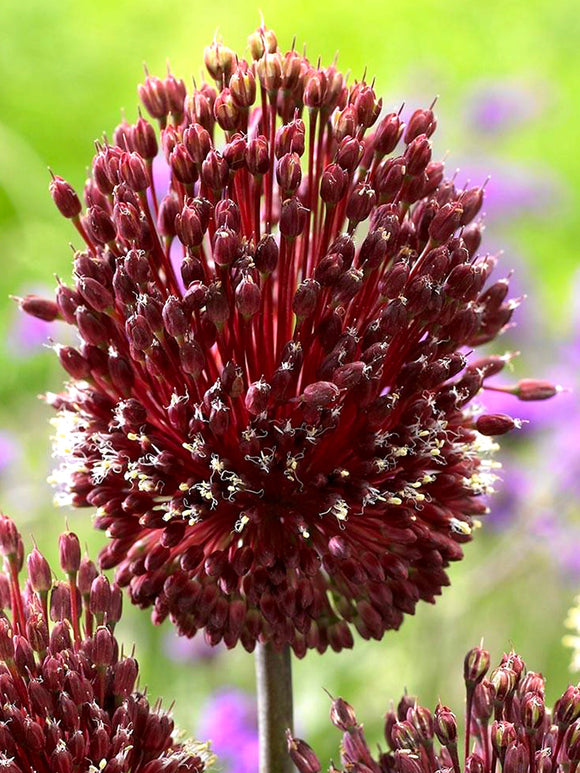 Allium Red Mohican | DutchGrown™