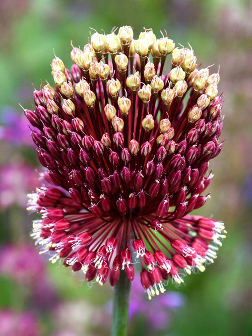 Allium Red Mohican | Köp Allium Blomsterlökar från DutchGrown™