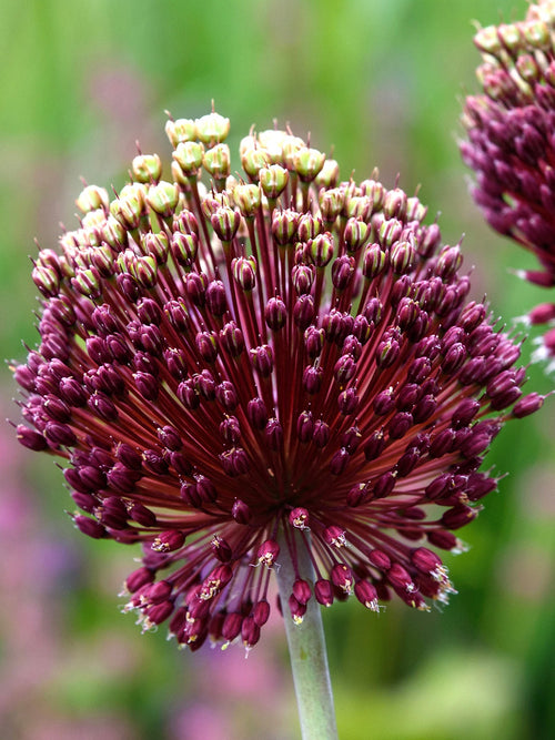 Köp Allium Red Mohican från DutchGrown™