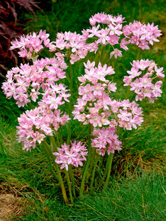 Allium Roseum (Kvicklök)