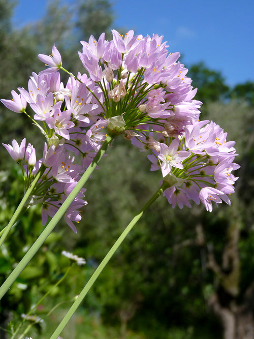 Allium Roseum (Kvicklök) | DutchGrown™