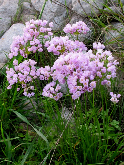 Köp Allium Roseum (Kvicklök) från Holland hos DutchGrown™