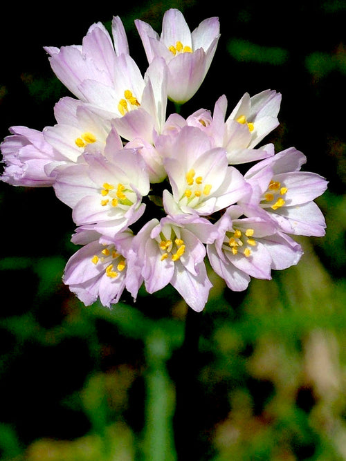 Köp Allium Roseum (Kvicklök) från Holland hos DutchGrown™