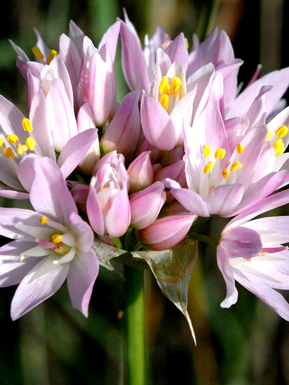 Köp Allium Roseum Blomsterlökar från DutchGrown™