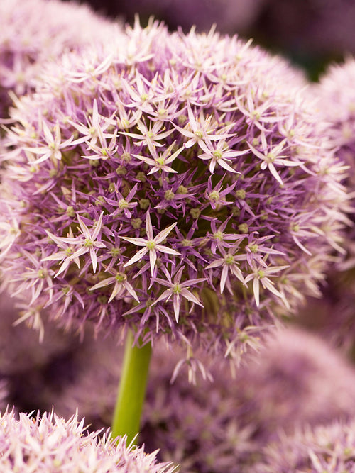 Lila Allium Round and Purple i rabatt
