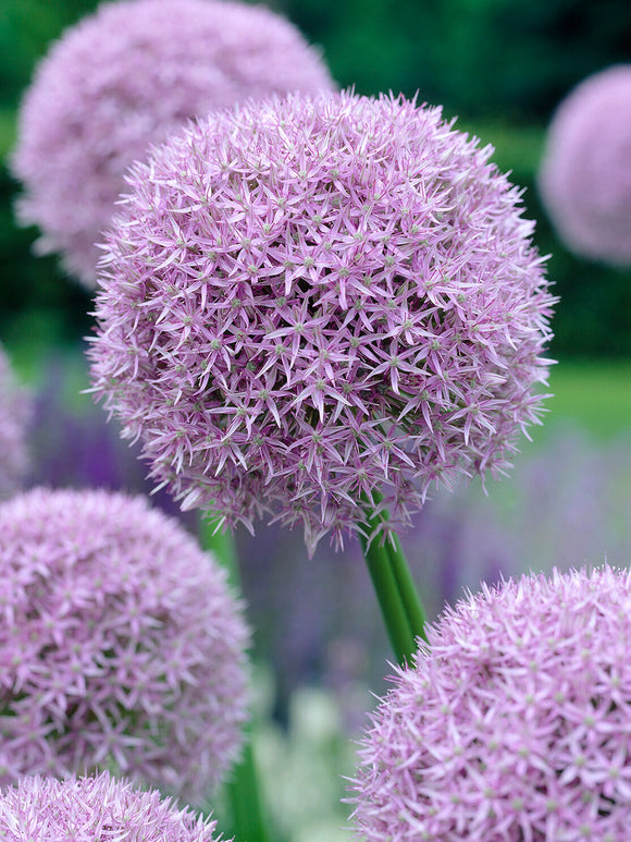 Allium Round and Purple med lila klotformad blomma i full blom